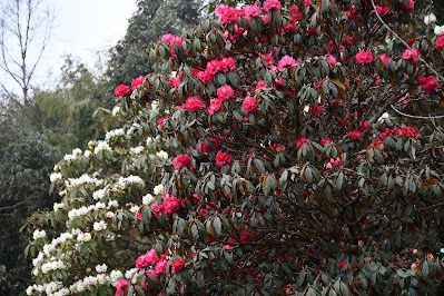 BARSEY RHODODENDRON SANCTUARY